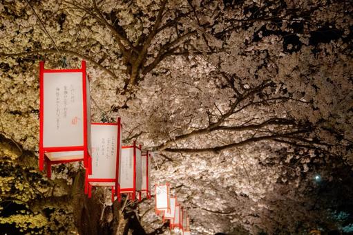 夜桜 ライトアップ 夜桜 ライトアップの写真