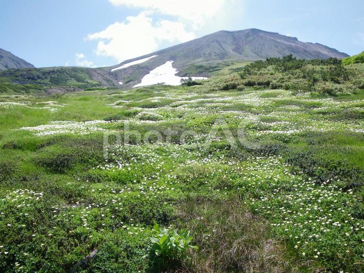 チングルマの絨毯 チングルマ,旭岳,高山植物の写真素材