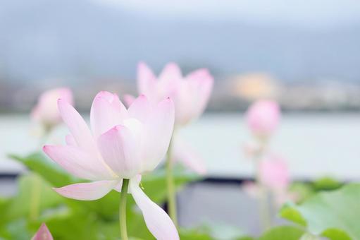 蓮の花 蓮の花の写真