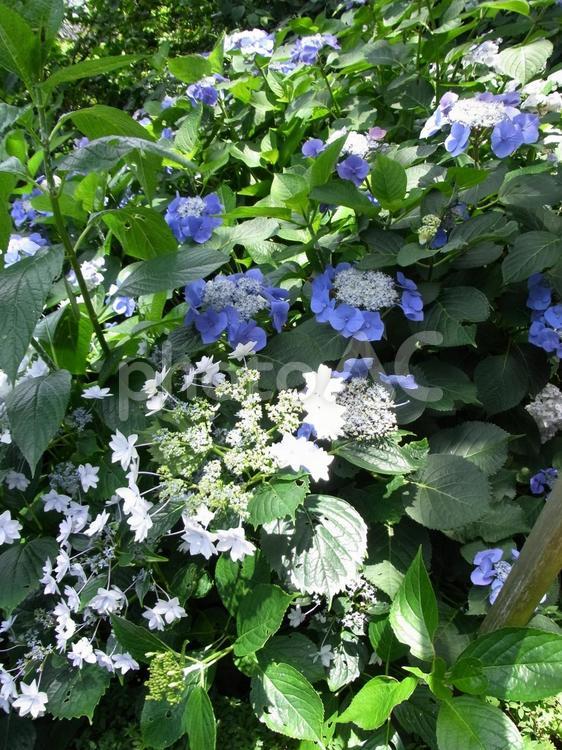 6月、鎌倉の長谷寺裏山のアジサイ園 アジサイ,花,植物の写真素材