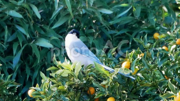 スカイブルーの綺麗な尾羽のオナガ オナガ,長い,尾の写真素材