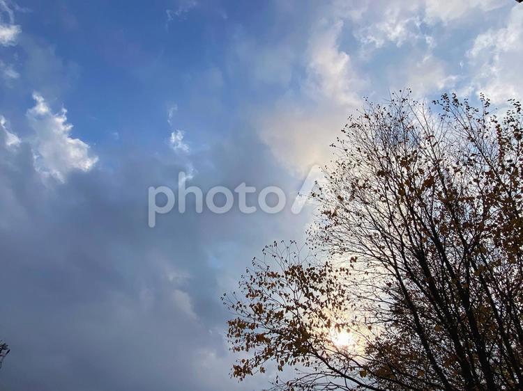 くもり空＿木＿日差し 雨上がり,素材,壁紙の写真素材