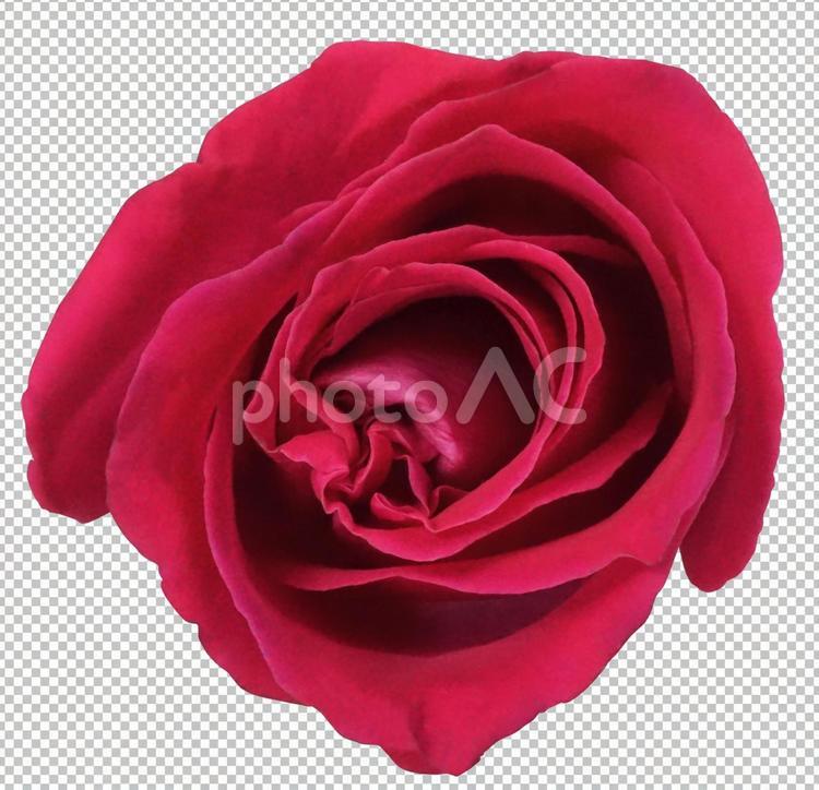 【切り抜き済PSD】バラ3 バラ,花弁,赤いの写真素材