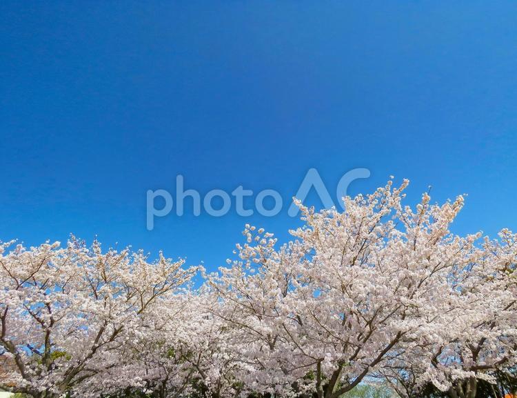 春イメージ〜満開の桜の木 春イメージ,桜,サクラの写真素材