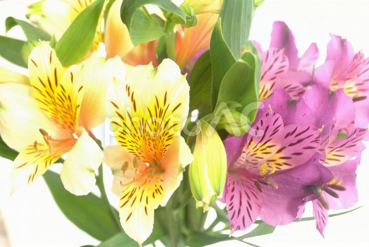 ユリに似たアルストロメリアの花 ピンク,薄ピンク,薄紫の写真素材