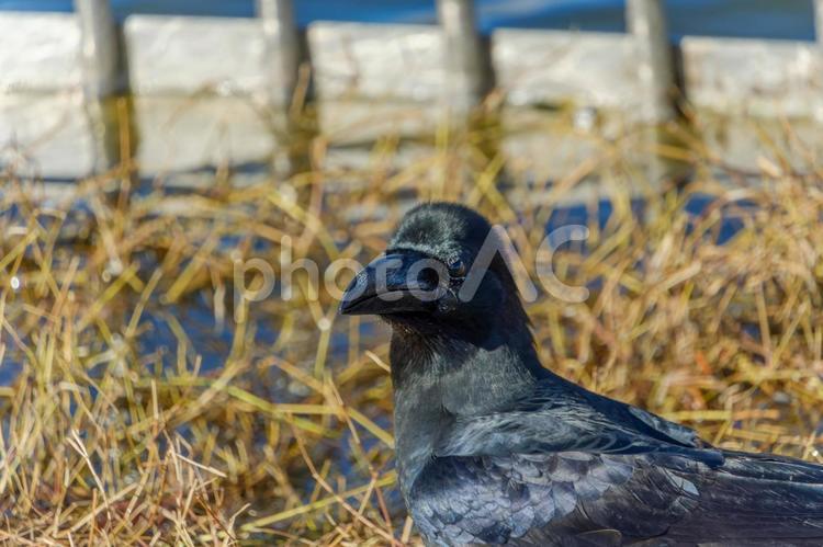 草むらで佇むハシブトガラス ハシブトガラス,鳥,野鳥の写真素材