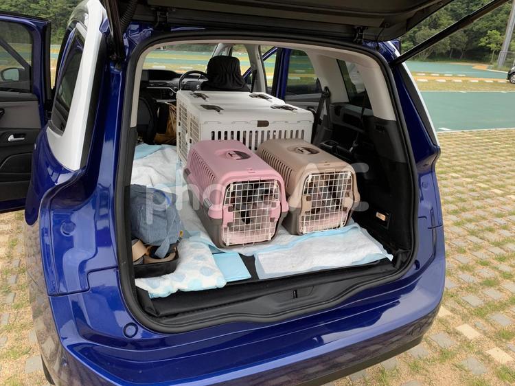 犬と一緒に旅行 犬と旅,車,旅の写真素材