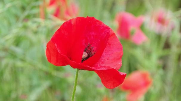赤いポピーの花 赤いポピーの花の写真