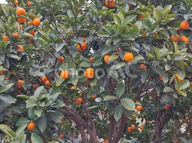 みかんの木 蜜柑,木,果実の写真素材