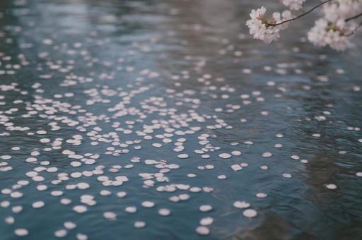 花筏の水面の写真