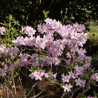 Photo, flower, azalea, pink, 
