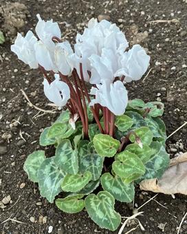 花★シクラメン（白） シクラメン,白,フラワーの写真素材