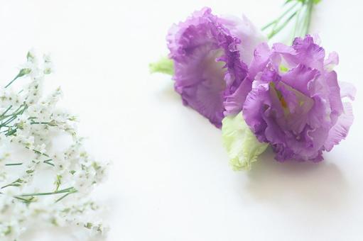 トルコキキョウの花 トルコキキョウの花 トルコキキョウ,花,植物の写真素材