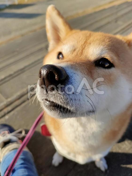 真剣な顔の柴犬です！ 犬,シバ,柴犬の写真素材