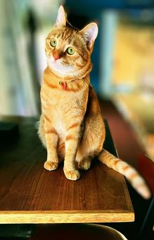テーブルの上の猫 ネコ,茶トラ,catの写真素材