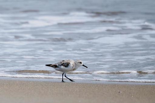 ミユビシギ(25) ミユビシギ(25)の写真