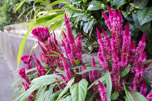 夏から秋に咲く路地のケイトウの花 ピンク 夏から秋に咲く路地のケイトウの花 ピンクの写真