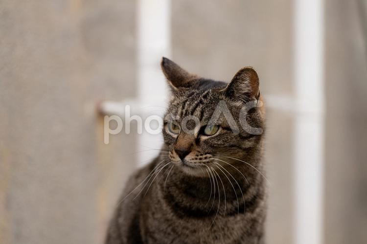 【猫】綺麗な野良猫・キジトラ【環境問題】 猫,キジトラ,キジトラ猫の写真素材