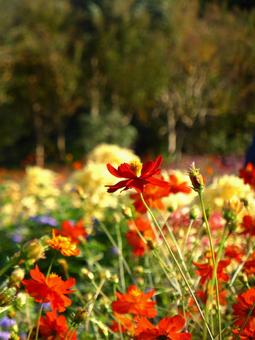 大船FC・朱色のキバナコスモス キバナコスモス,花,植物の写真素材