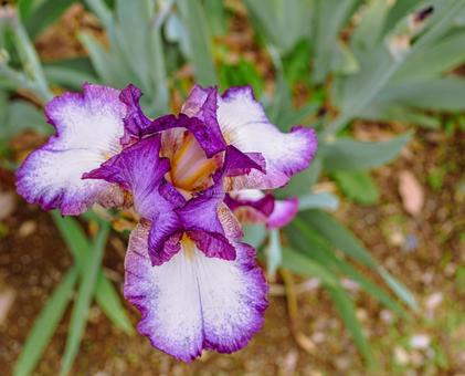 ジャーマンアイリス2ー24 ジャーマンアイリス,屋外,風景の写真素材