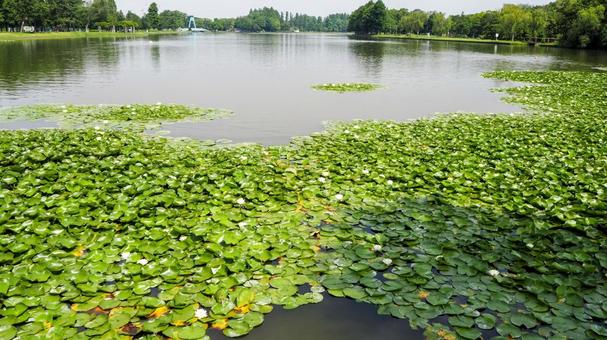 Summer at Mizumoto Park, water lilies in the pond and green trees, Katsushika Ward, JPG Summer at Mizumoto Park, water lilies in the pond and green trees, Katsushika Ward, JPG