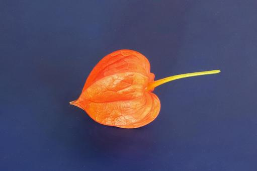 ホオズキの実 ホオズキの実 植物,ほおずき,鬼灯の写真素材