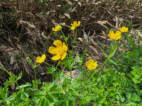 立山弥陀ヶ原で咲いていたミヤマキンポウゲ 立山弥陀ヶ原で咲いていたミヤマキンポウゲ ミヤマキンポウゲ,弥陀ヶ原,立山の写真素材