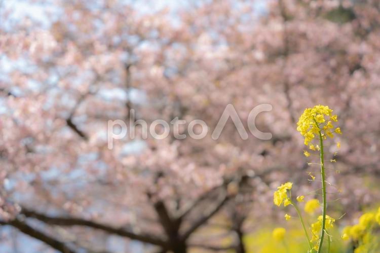 桜をバックにした菜の花 春,花,自然の写真素材