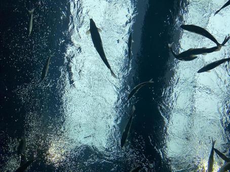 泳ぐ魚たち 泳ぐ魚たちの写真
