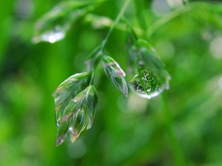 水滴と植物との風景 水滴,しずく,雨の写真素材
