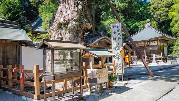 極楽寺　長命杉 極楽寺,長命杉,不動明王の写真素材