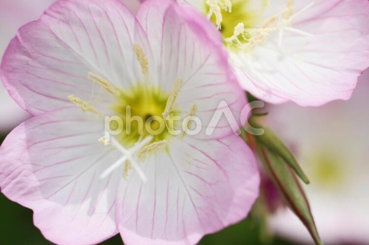 ヒルザキツキミソウ　02 ヒルザキツキミソウ,ピンクの柔らかい色の花,ふんわりイメージの写真素材