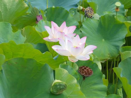 蓮(ハス) 蓮(ハス) 蓮,ハス,大輪の写真素材