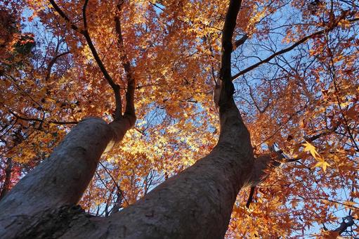 <秋のイメージ>紅葉 <秋のイメージ>紅葉の写真