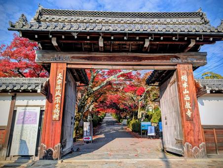 西教寺の紅葉 もみじ,秋,西教寺の写真素材