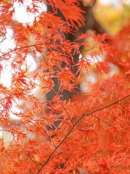 紅葉 紅葉の写真