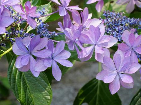 Hydrangea macrophylla, JPG