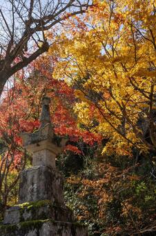 観音寺の紅葉 観音寺,滋賀県,米原市の写真素材