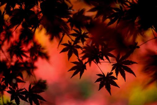 <素材>紅葉した森の中のイロハモミジ <素材>紅葉した森の中のイロハモミジ 紅葉,モミジ,イロハモミジの写真素材