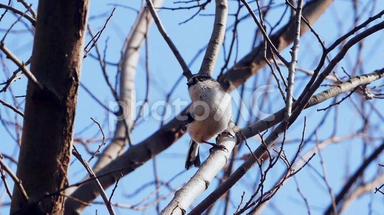 愛らしいもふもふの妖精エナガ エナガ,野鳥,小さいの写真素材