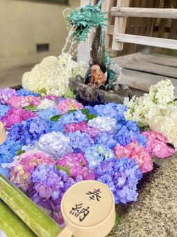 紫陽花の花手水 紫陽花の花手水の写真