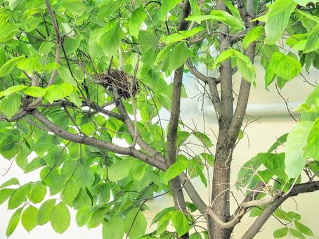 A brown-eared bulbul's nest that was built on a tree in the garden and no one else was around, bird's nest, wood, court, JPG