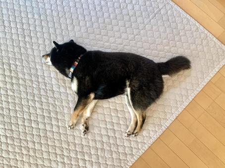 落ちてる柴犬 落ちてる柴犬,黒柴,落ちてる犬の写真素材