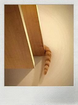 A playful cat with only its tail visible from the shelf, JPG A playful cat with only its tail visible from the shelf, JPG