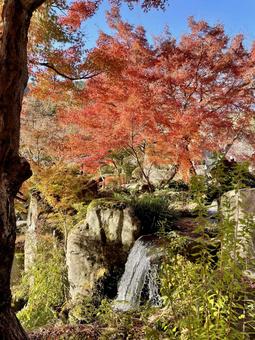 紅葉 紅葉 秋,自然,紅葉の写真素材