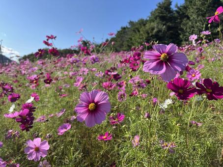 コスモス畑 花,花畑,コスモスの写真素材
