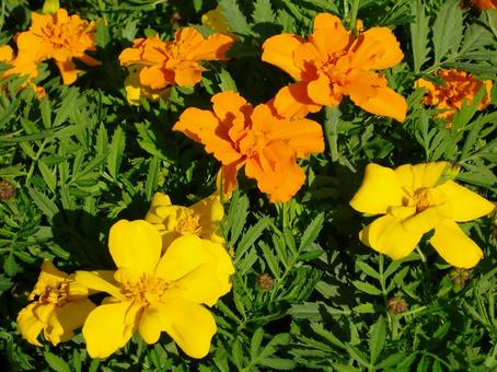 マリーゴールド-1 マリーゴールド,花びら,舌状の写真素材