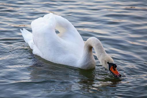 Swan drinking water, JPG Swan drinking water, JPG