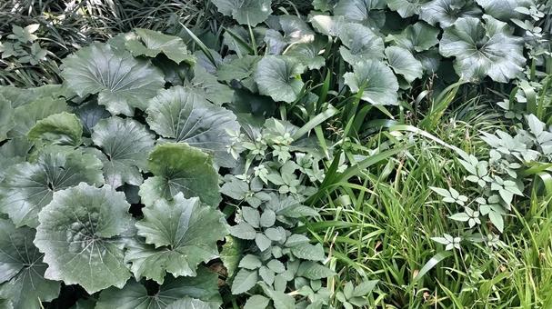 生い茂る雑草 生い茂る雑草 雑草,草,生い茂るの写真素材