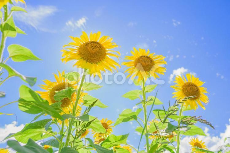 元気に咲くひまわり　夏の太陽のような存在 ひまわり,元気,咲くの写真素材